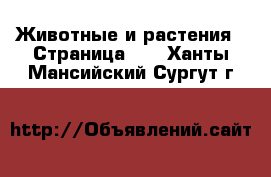  Животные и растения - Страница 10 . Ханты-Мансийский,Сургут г.